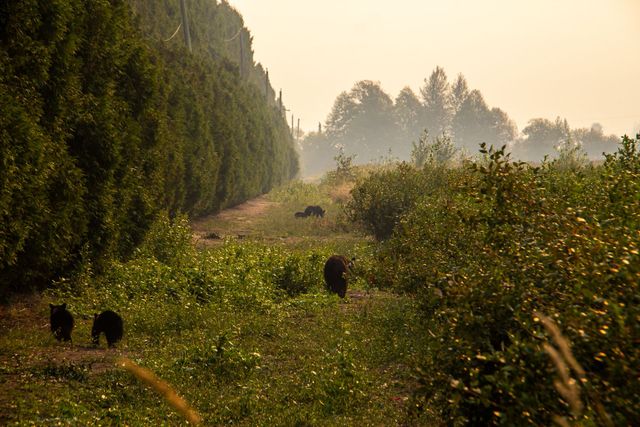 Strategies for Enhancing Urban Wildlife Conservation