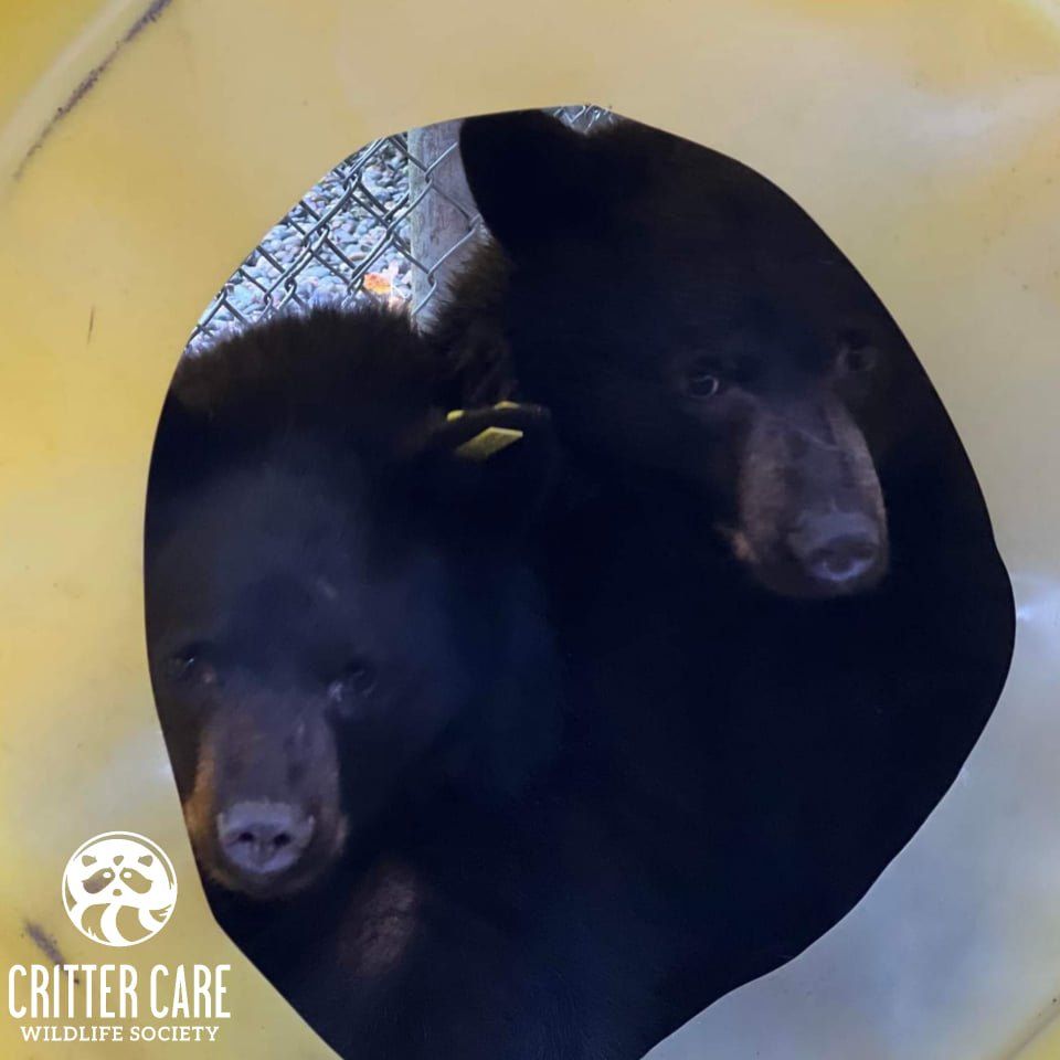 Black Bears