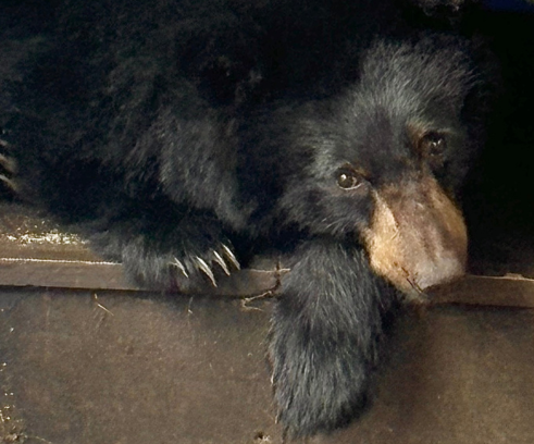 Black sloth bear resting its head on a wooden surface; brown snout, long claws visible.