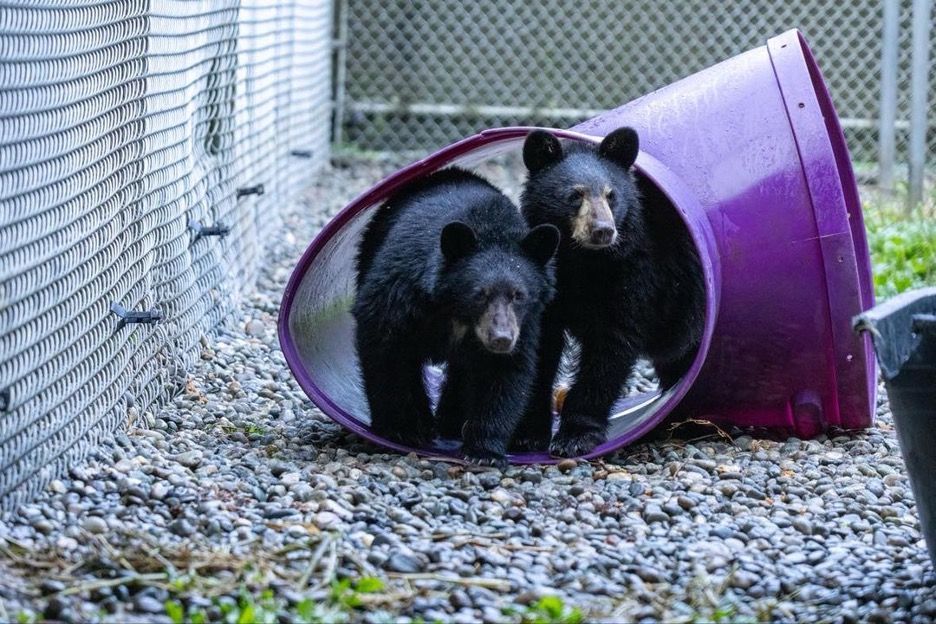 Two black bear cubs are playing in a purple tube.