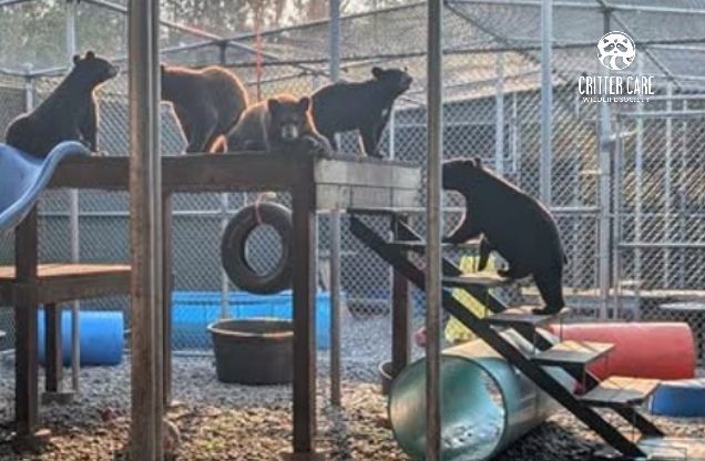 Five black bears in an enclosure with climbing structures. Two bears on a platform, one on a step ladder.