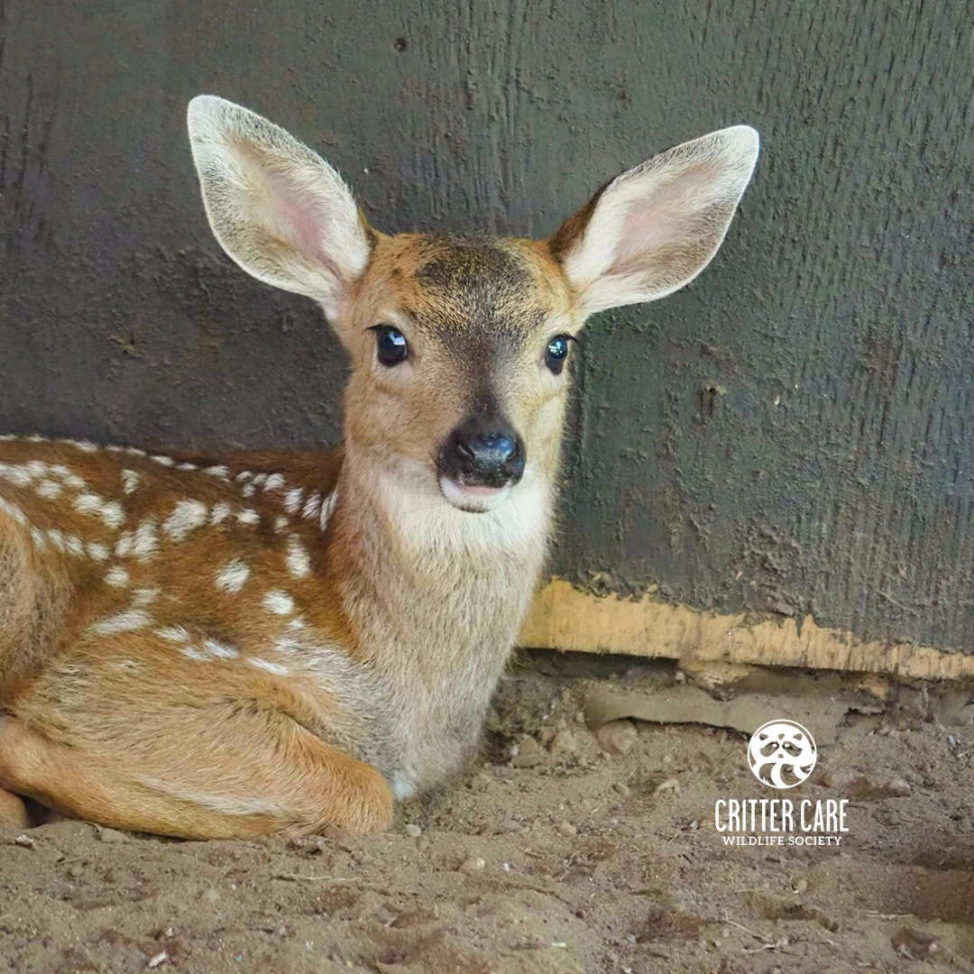 A baby deer is laying in the dirt and looking at the camera.