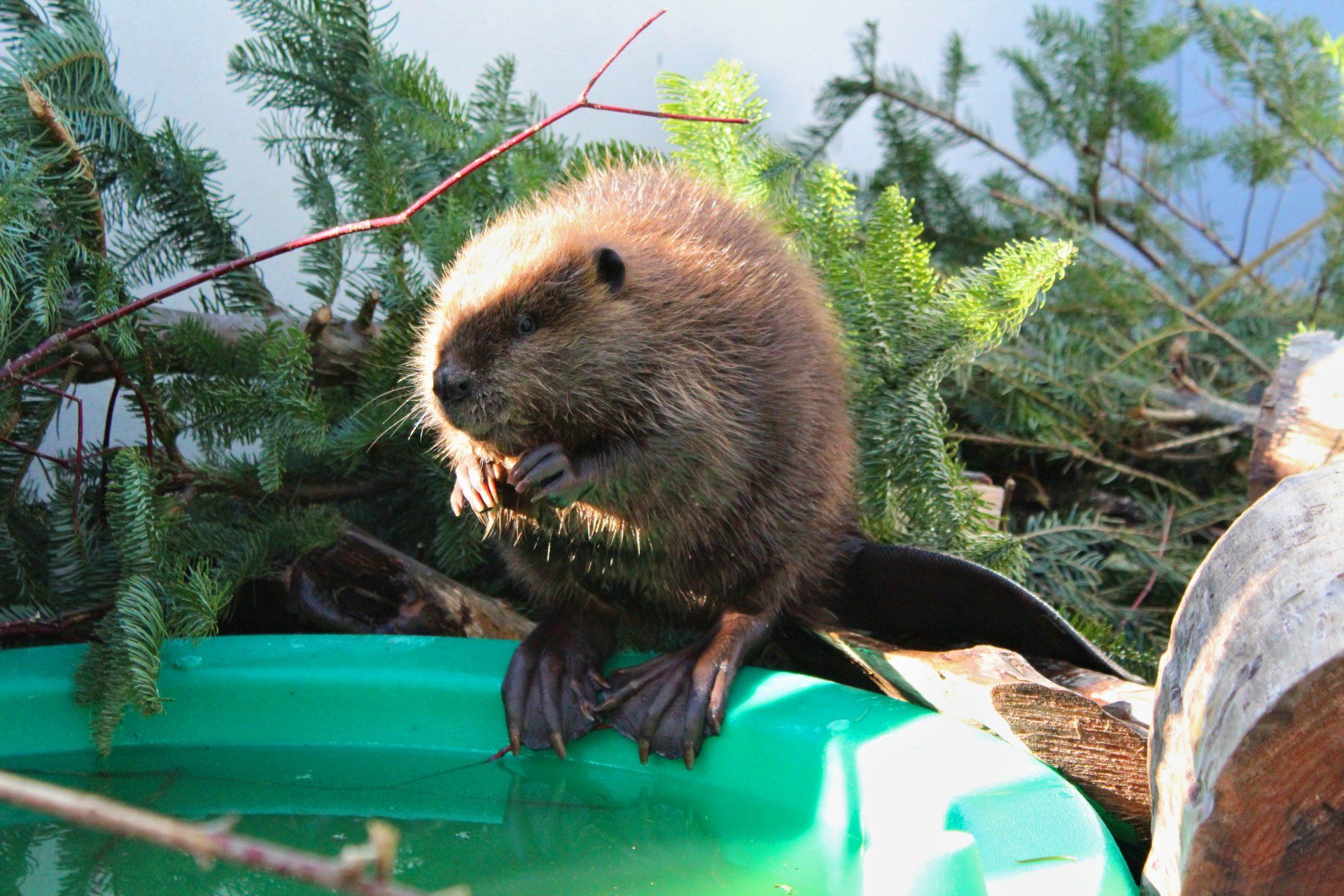 Beavers