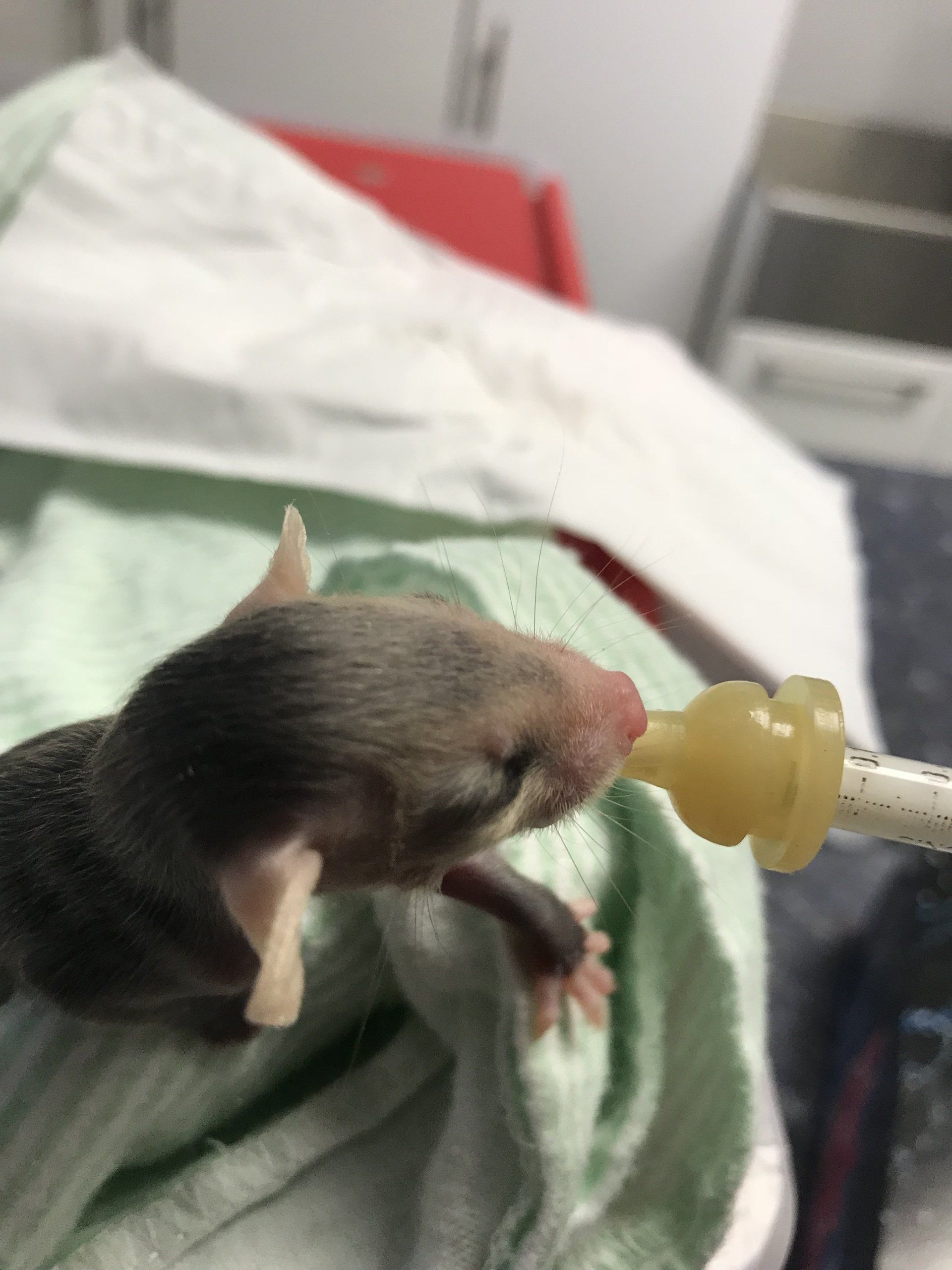A baby mouse is drinking milk from a bottle