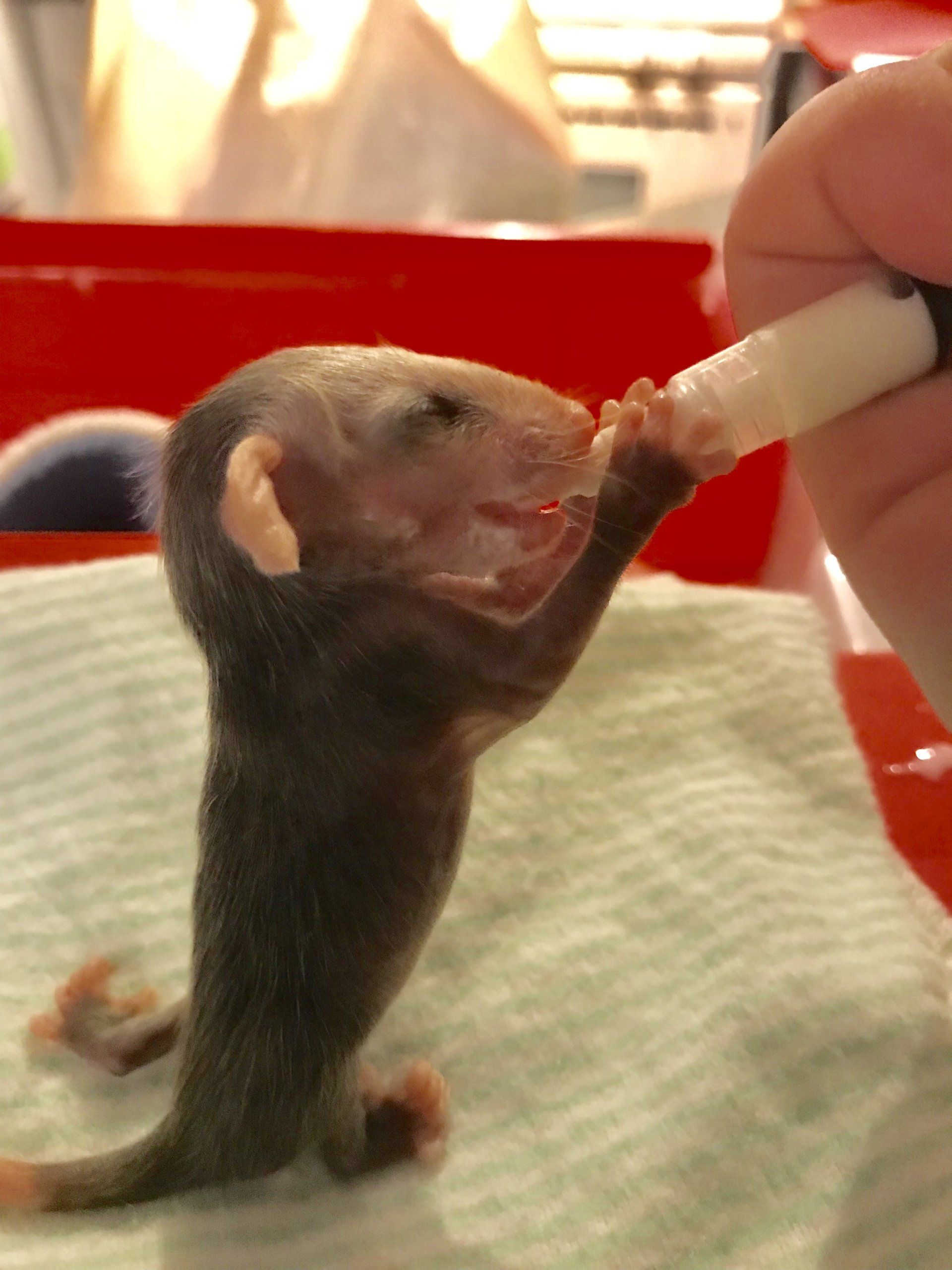 A person is feeding a baby opossum with a bottle
