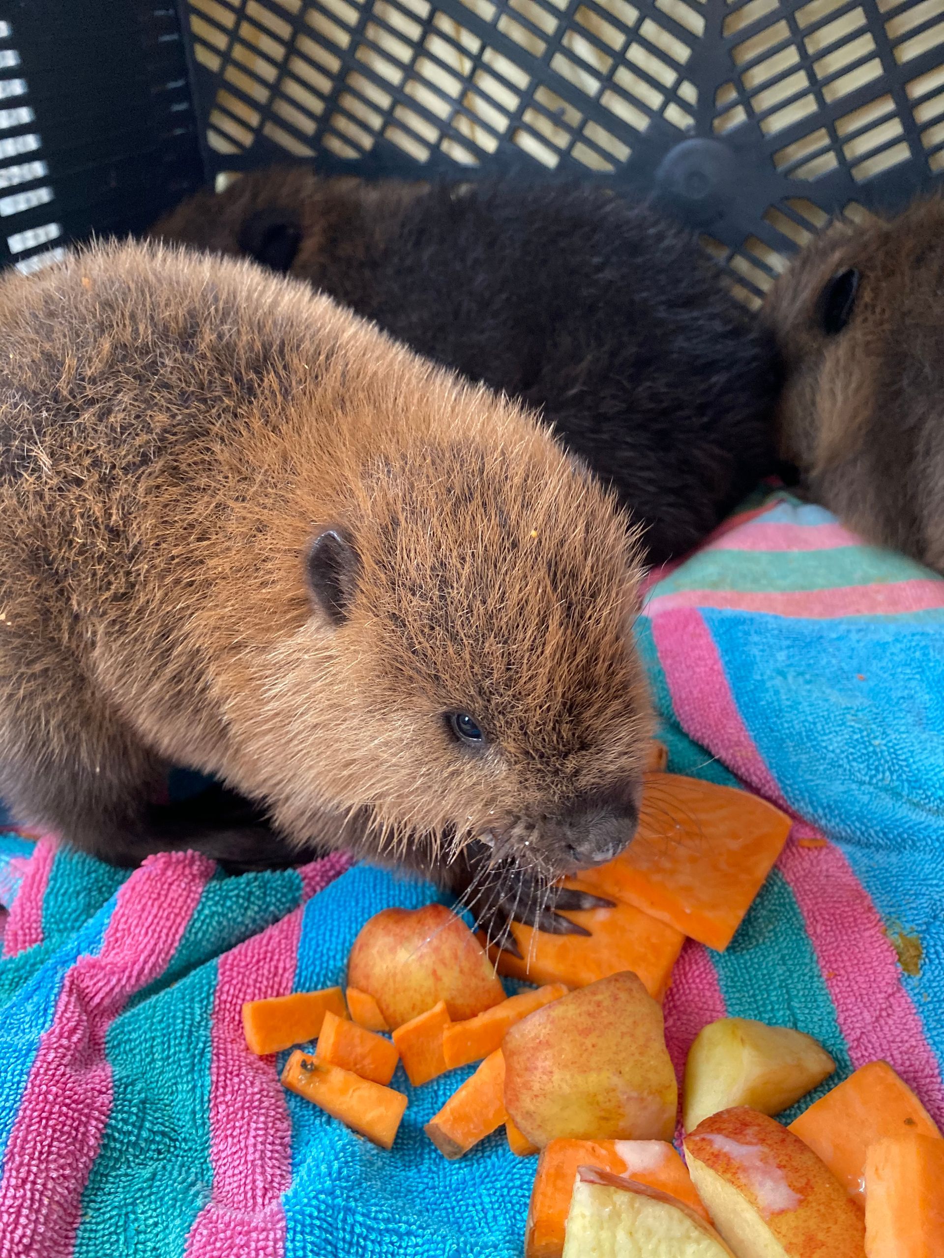 A beaver is eating carrots and apples on a striped towel.