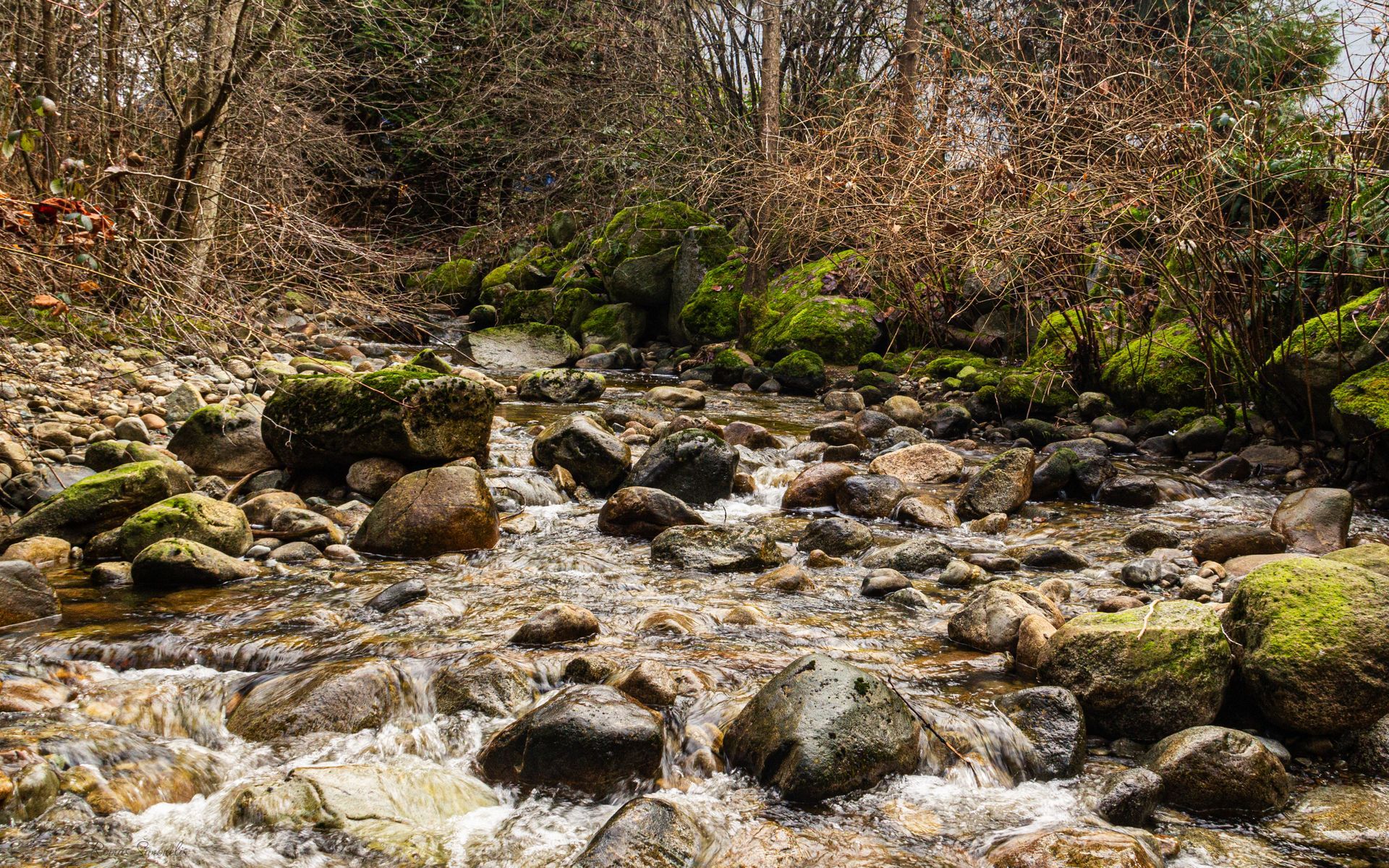 Urban creek. 