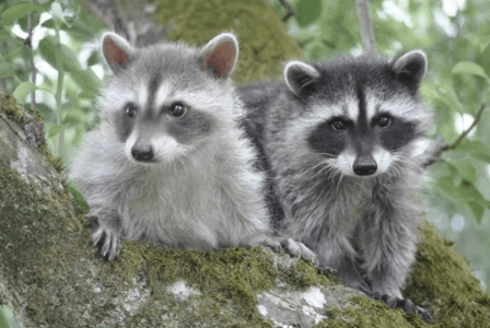 Two raccoons are sitting on a tree branch.ritter Care