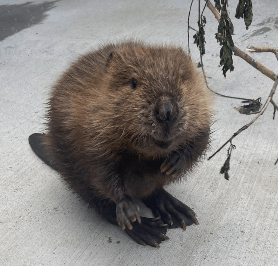 A small beaver is standing on a concrete surface