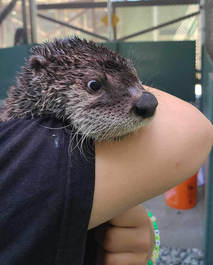 A person is holding a small otter on their arm.