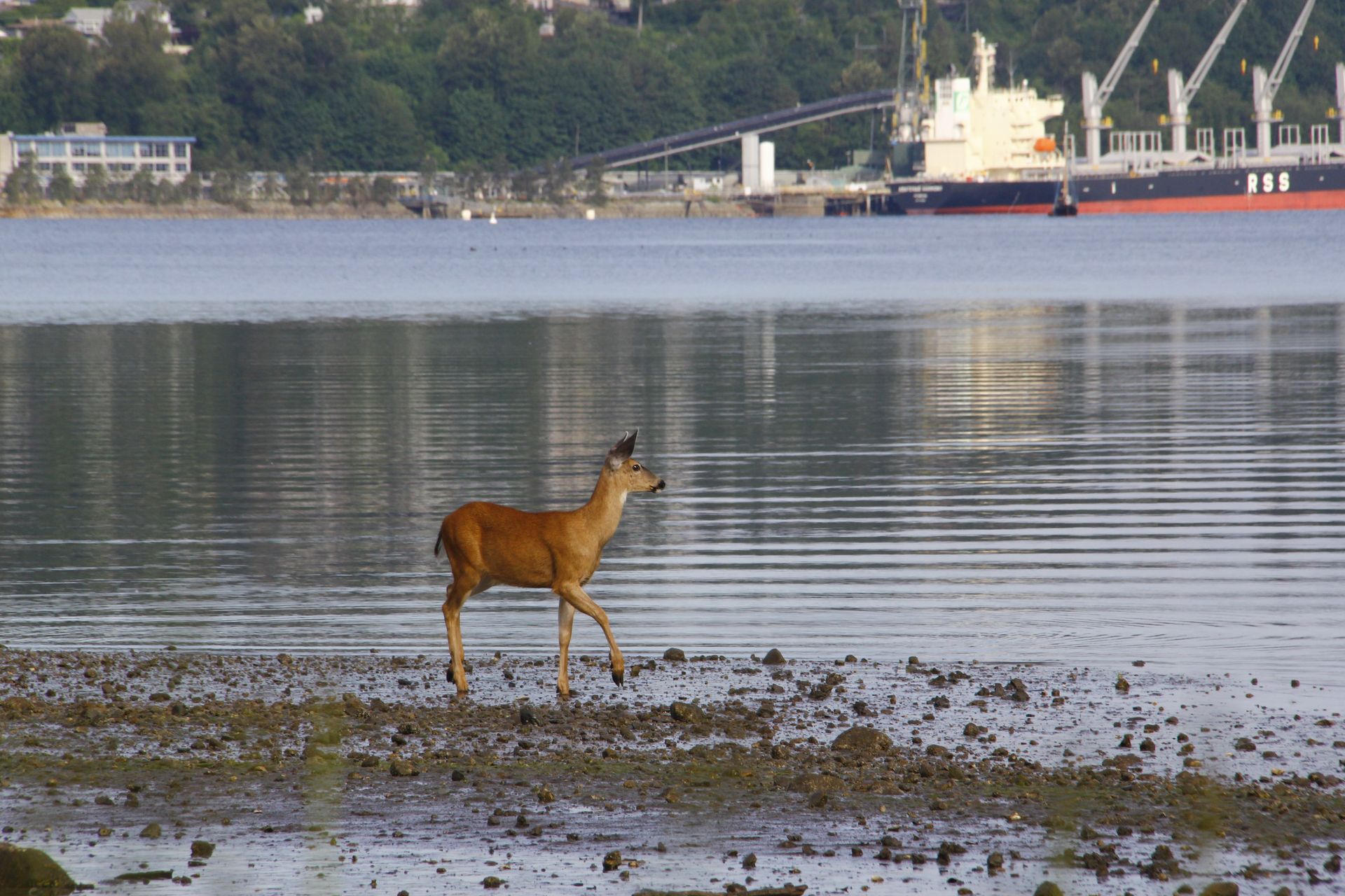 Deer in urban setting.