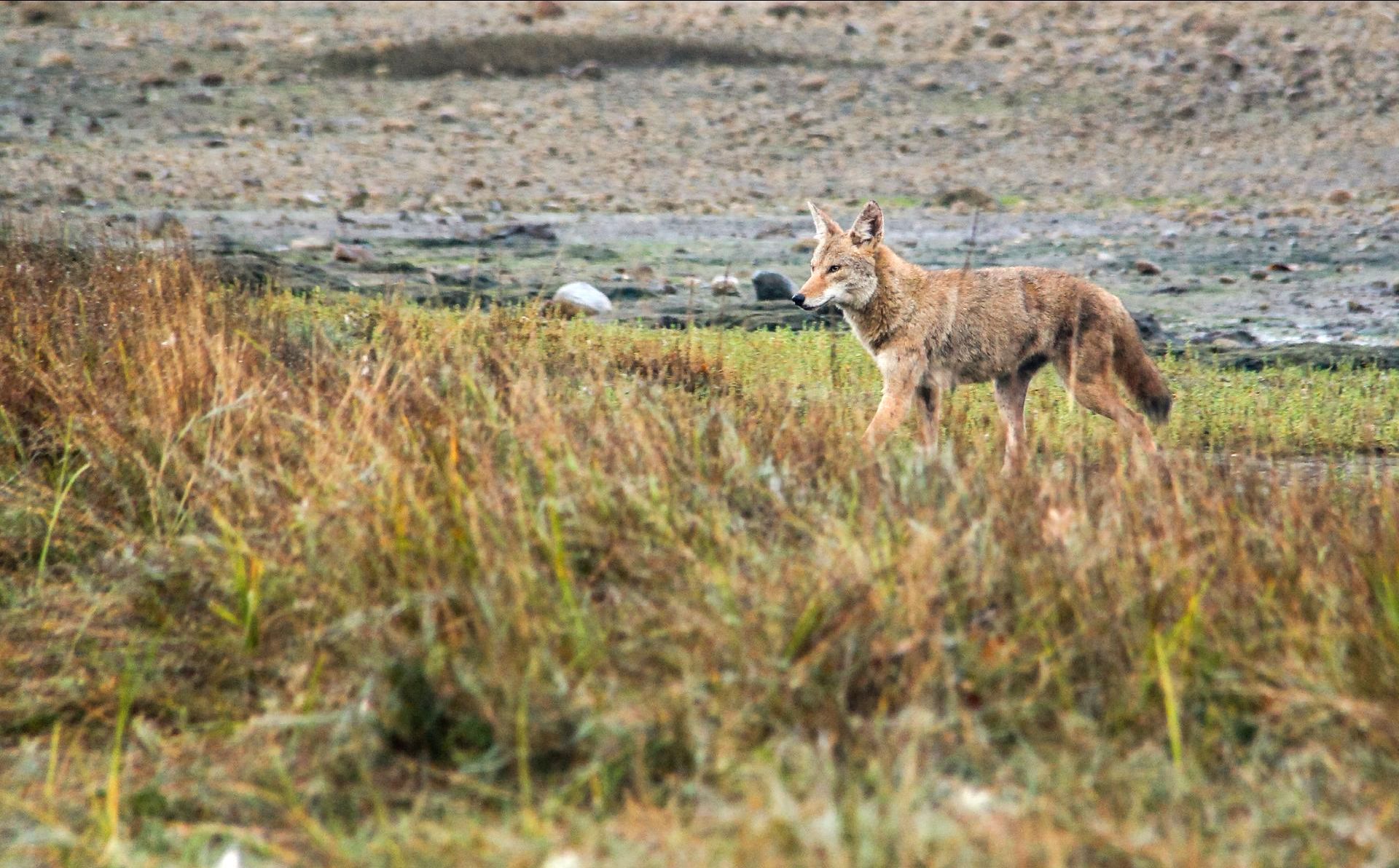 Coyote on the shoreline