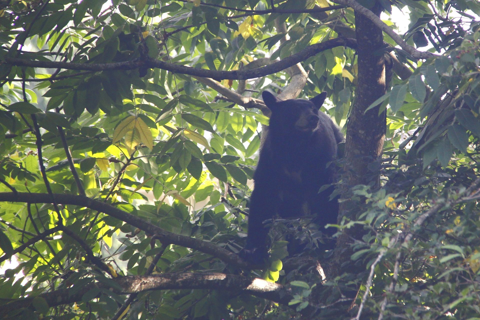 Bear in tree. 