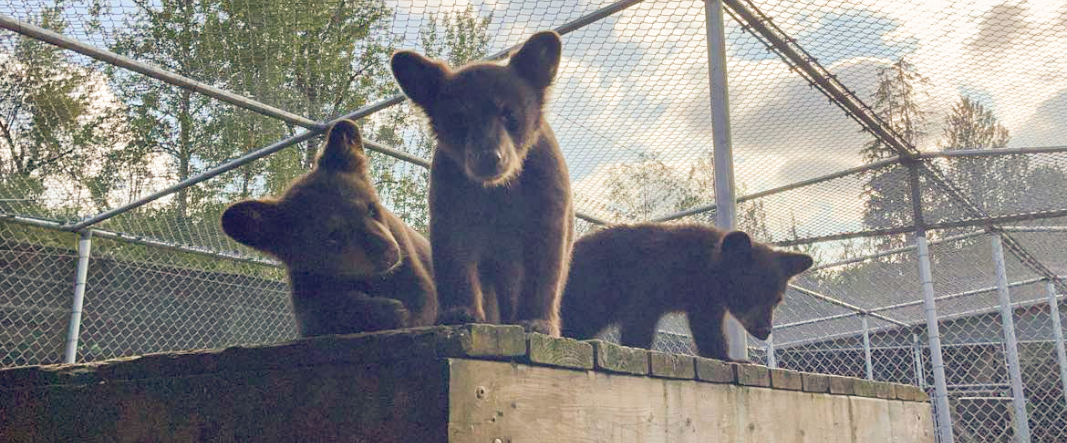 Three dark brown bear cubs standing on a wooden ledge, looking at the camera. A metal fence and trees are in the background.
