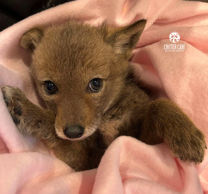 A small rescued coyote is laying on a pink blanket.