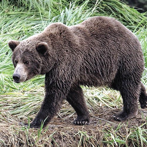 Grizzly Bear