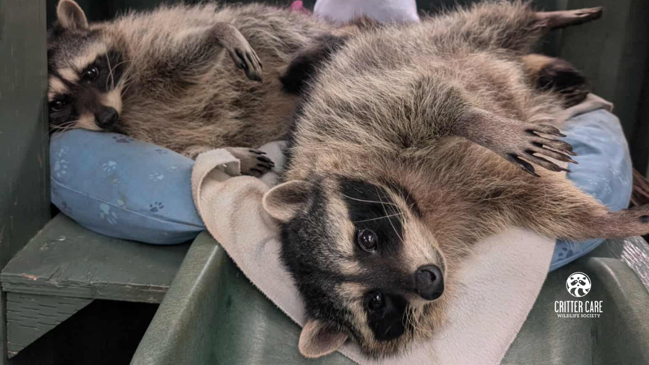 Two raccoons resting on pillows in a green bin. One looks at the camera.