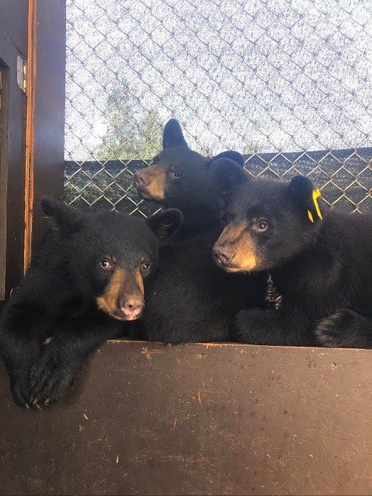 Bears