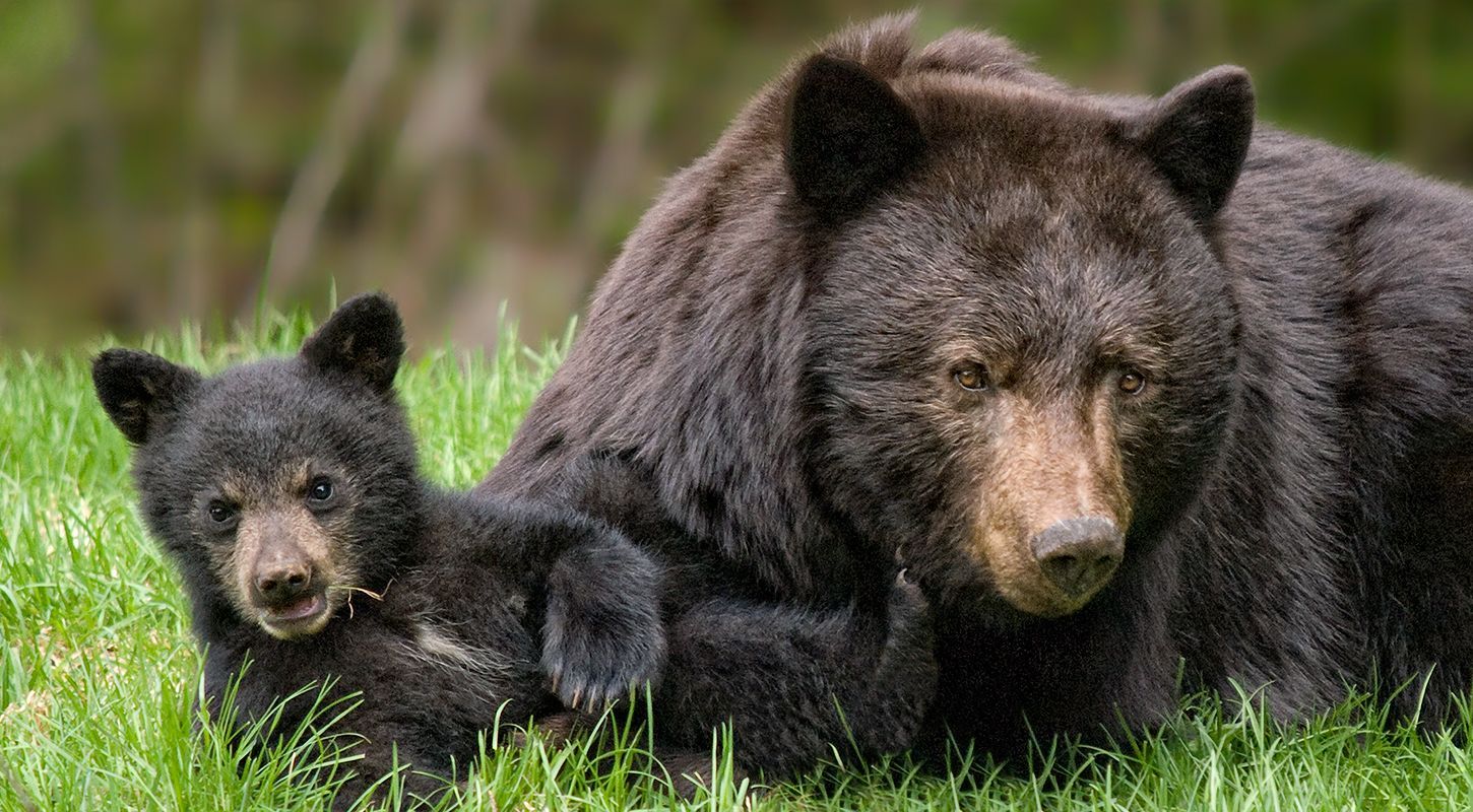Momma Bear and Bear cub