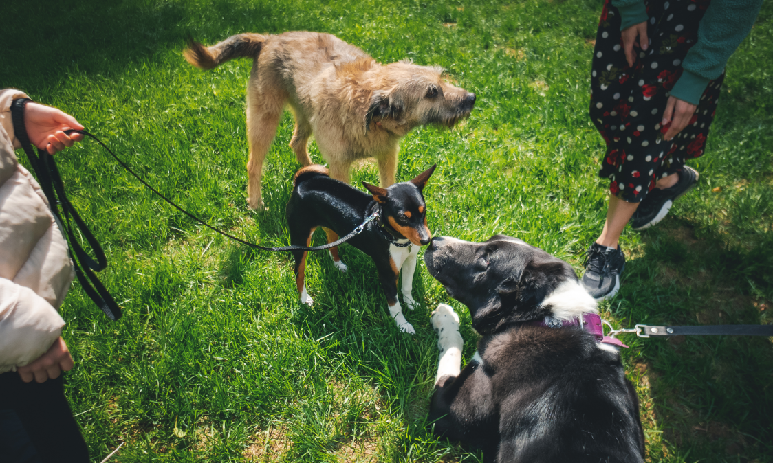 Dogs gathered on a grassy field, sniffing each other near a person’s legs and leashes.