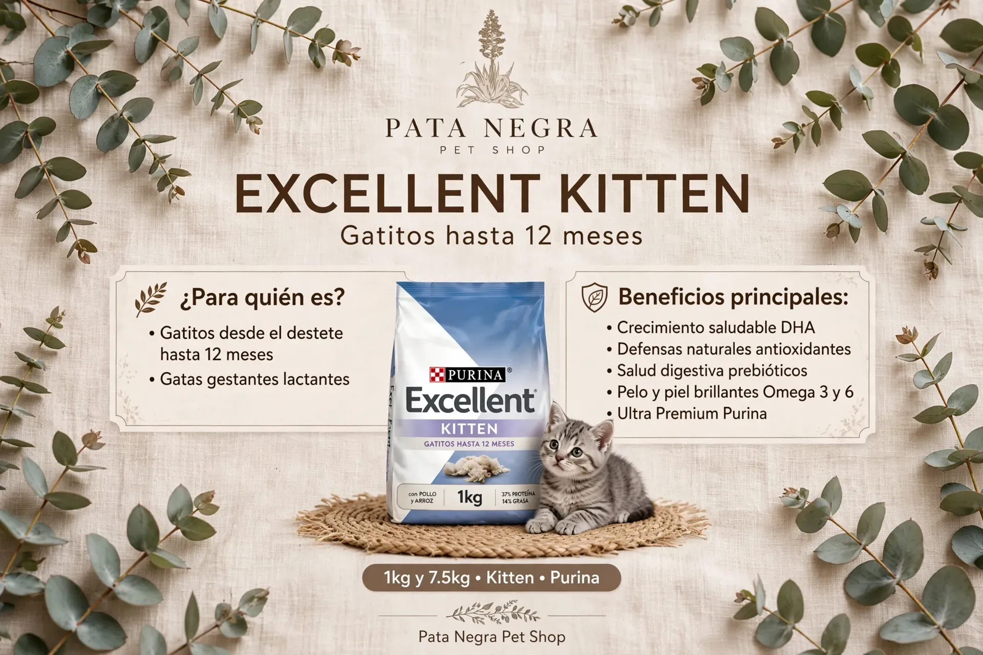 Excellent Cat Sterilized
