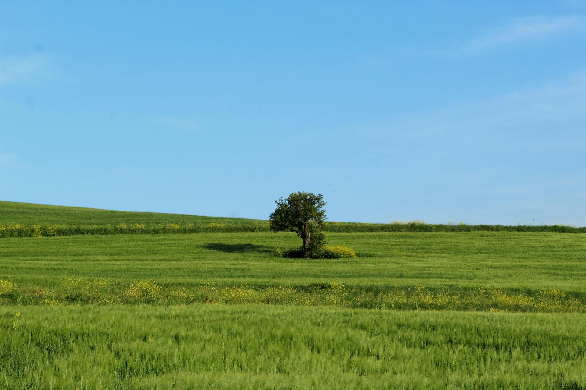 Green grassy hillside with a lone tree under a clear blue sky