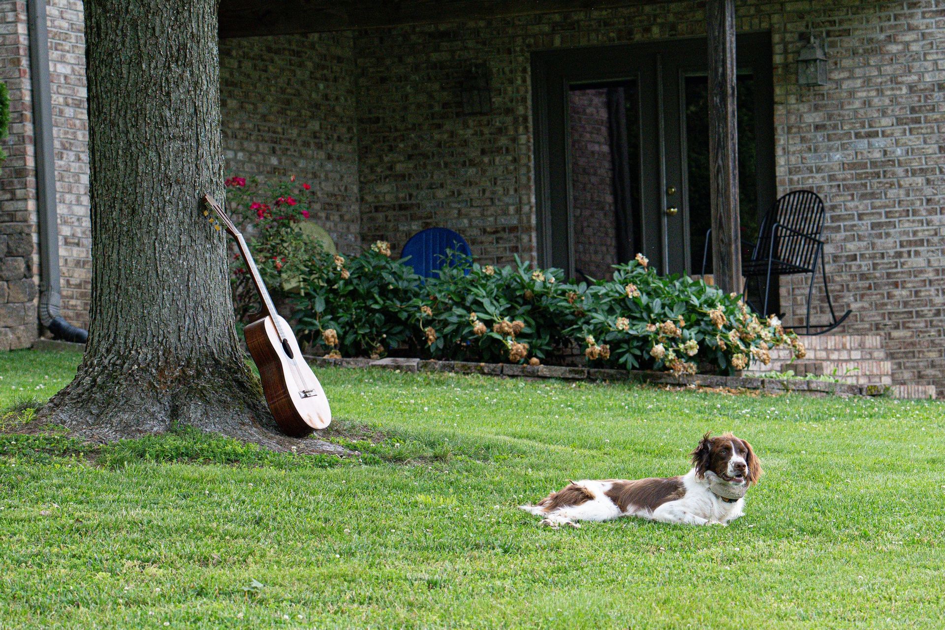 Dog rests in grass near a guitar leaning against a tree, with a brick house and porch in the background.