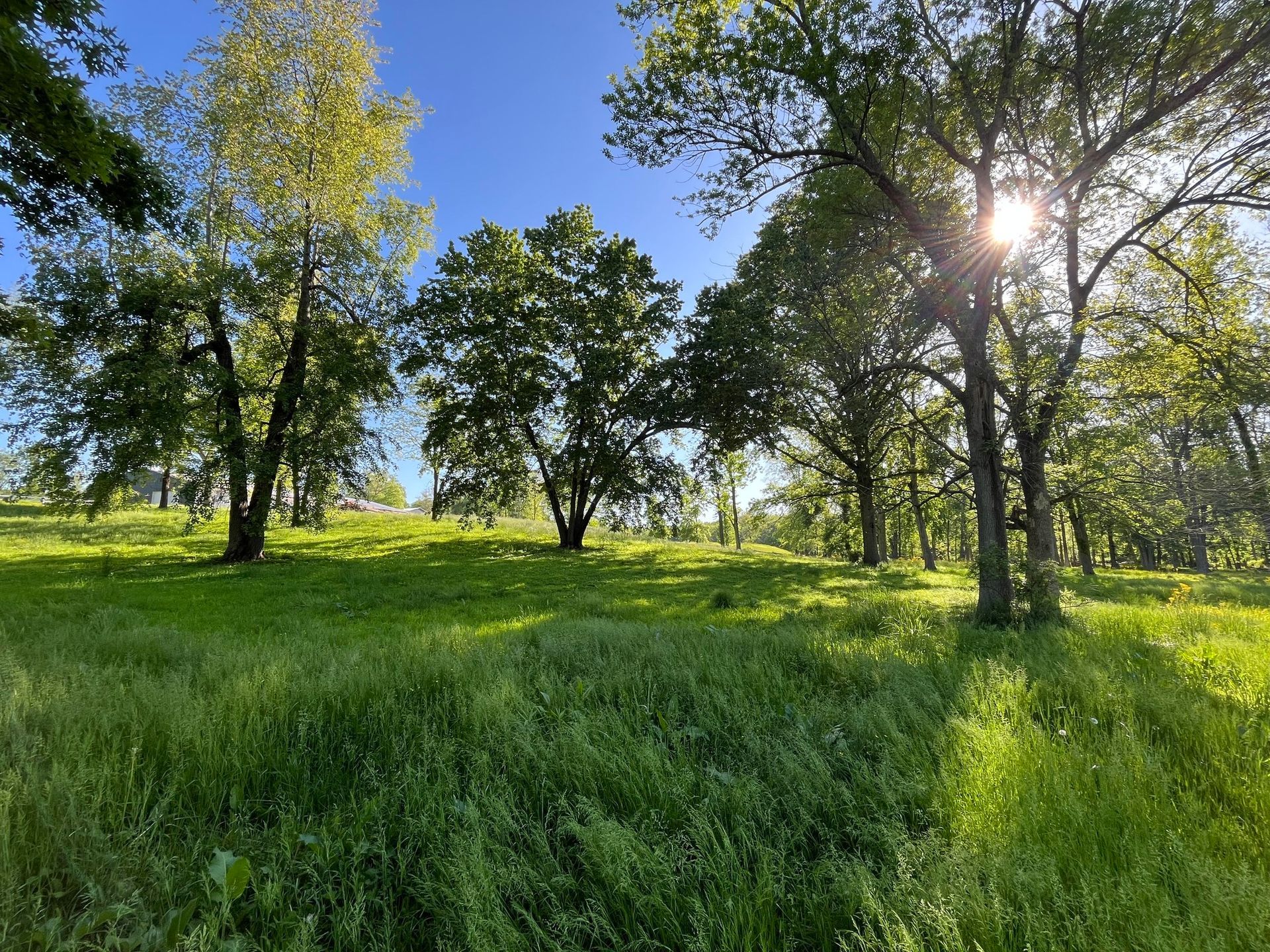 Green grassy field with trees under a bright blue sky; sun shining through the branches.