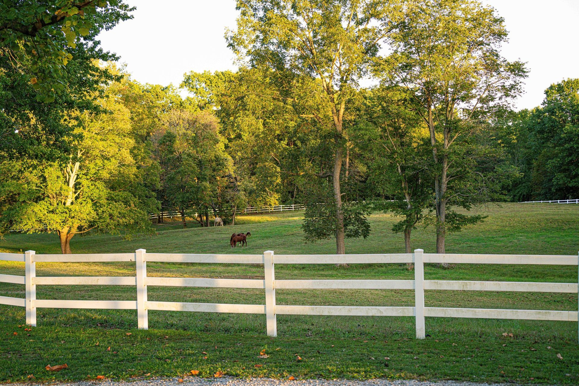 White fence in front of a grassy field with trees, brown horse grazing in the distance.