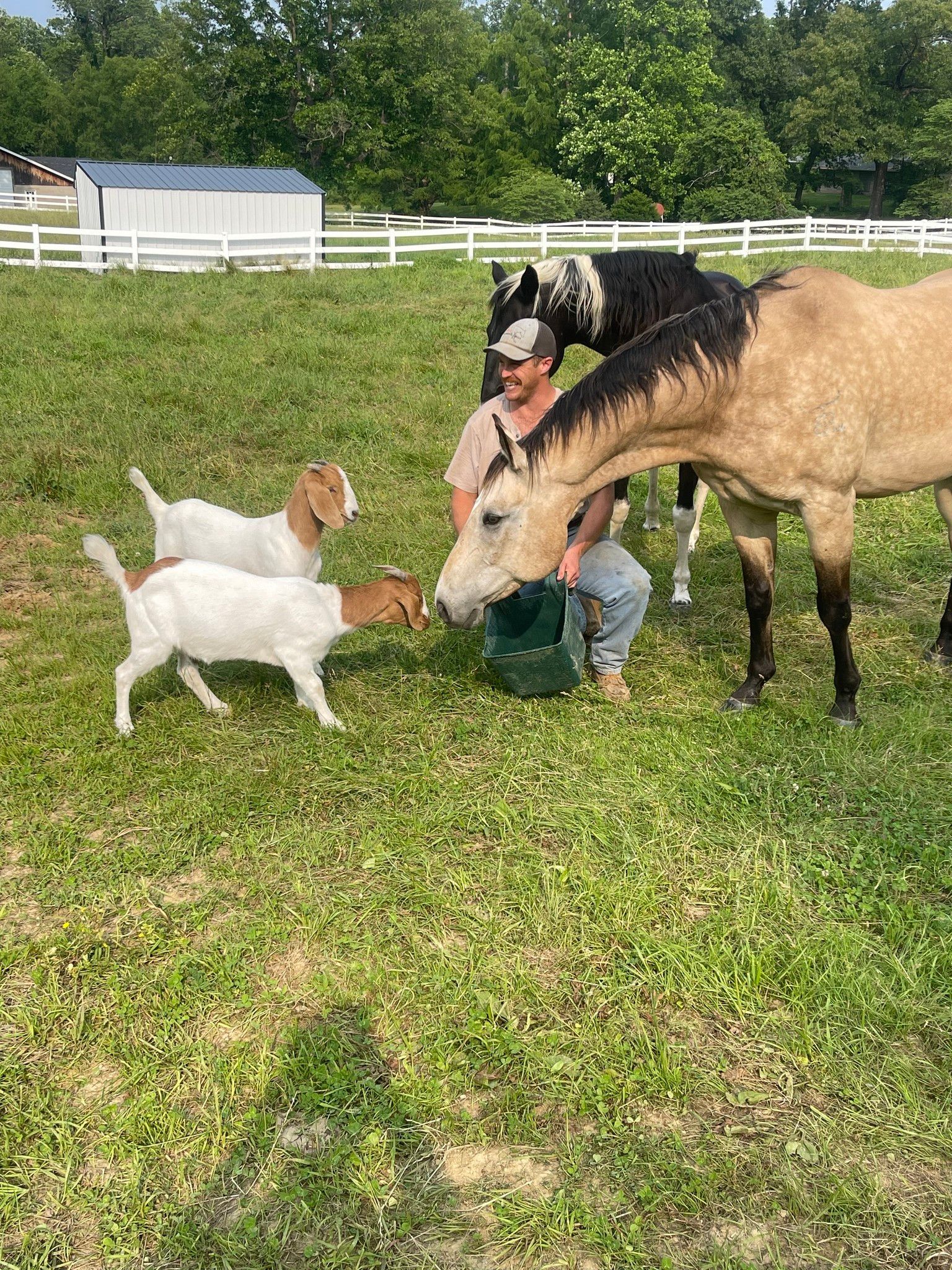 Man with horses and goats; green field, white fence and shed in background.
