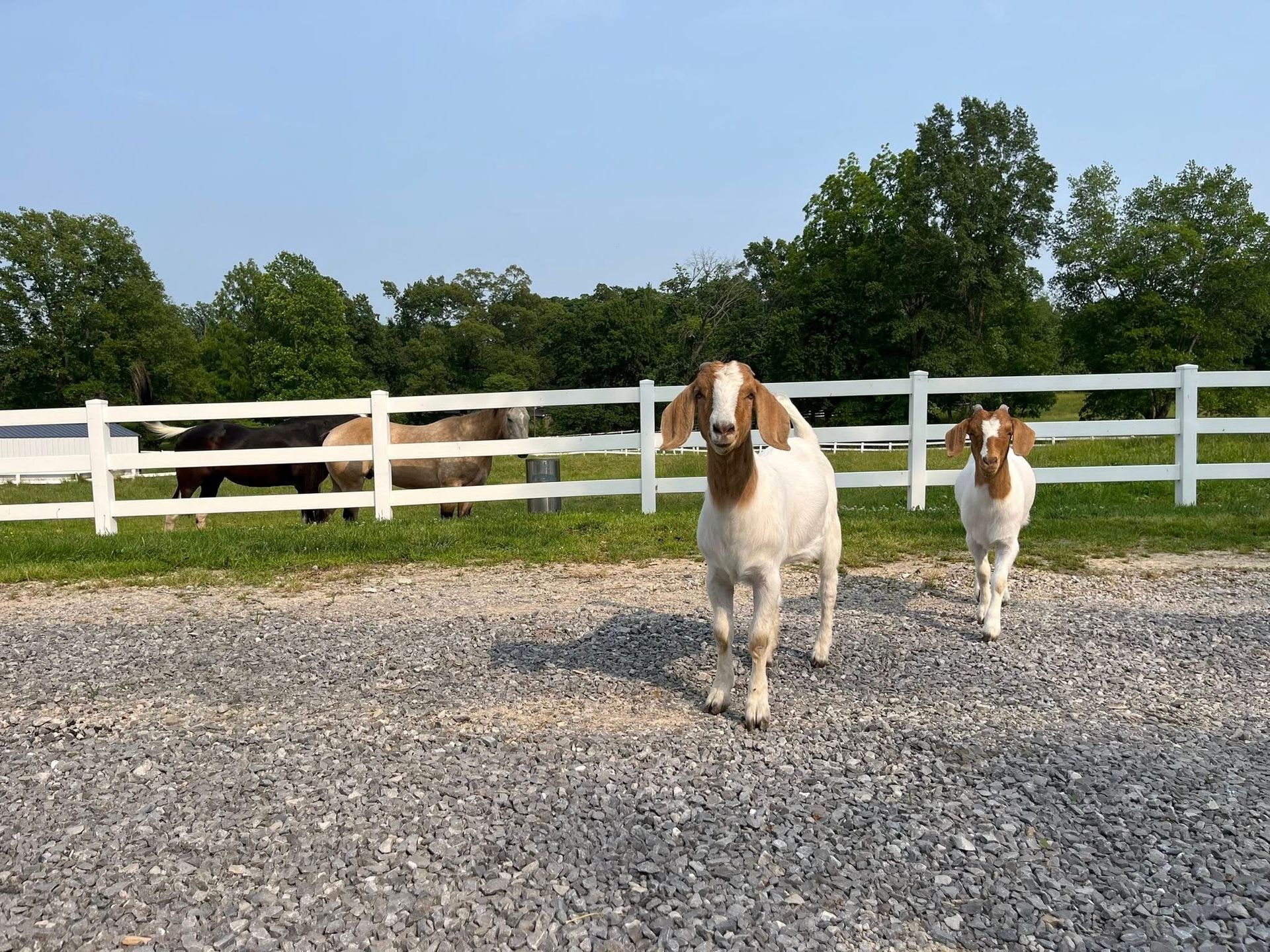 Two goats with brown and white markings walk toward the camera in a gravel area, white fence, trees in background.