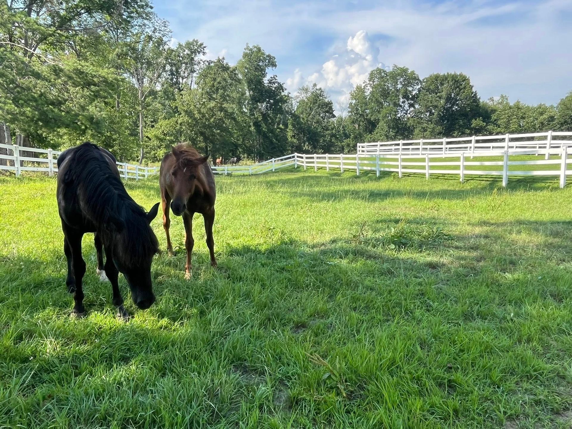 Two horses grazing in a grassy field enclosed by a white fence, under a partly cloudy sky.