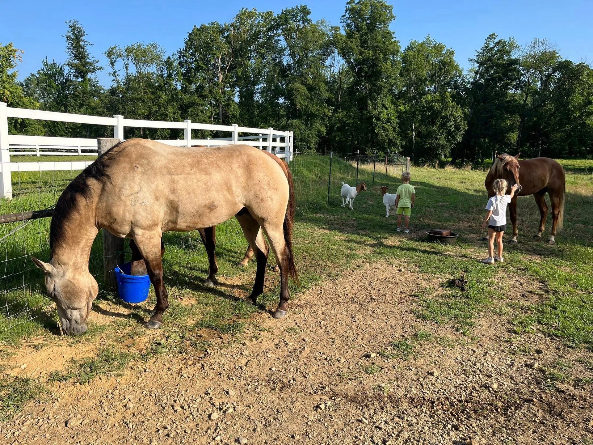 A buckskin horse grazing in a grassy field, two children and another horse nearby.