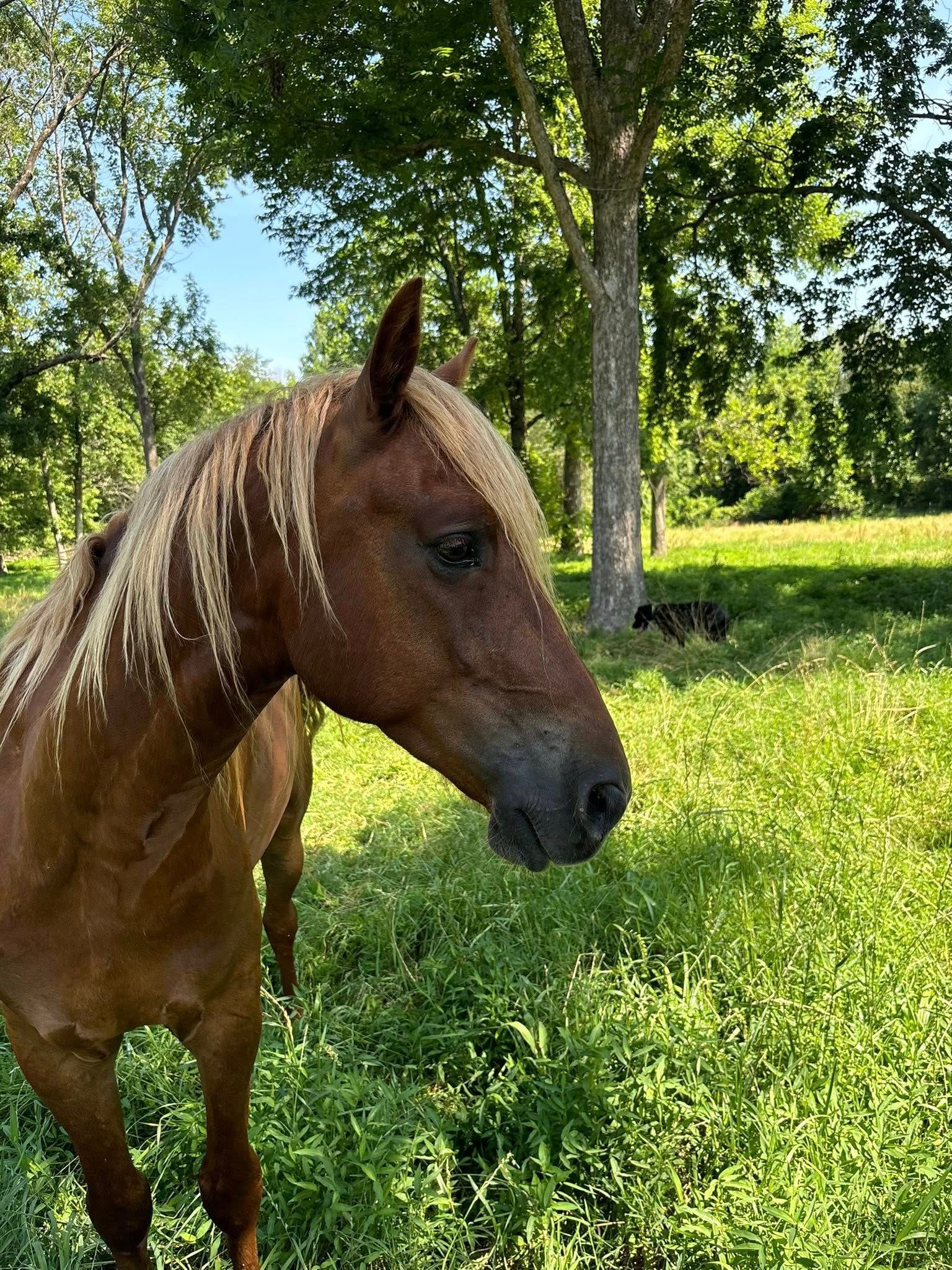 Brown horse with a light mane stands in a grassy field, trees in the background.