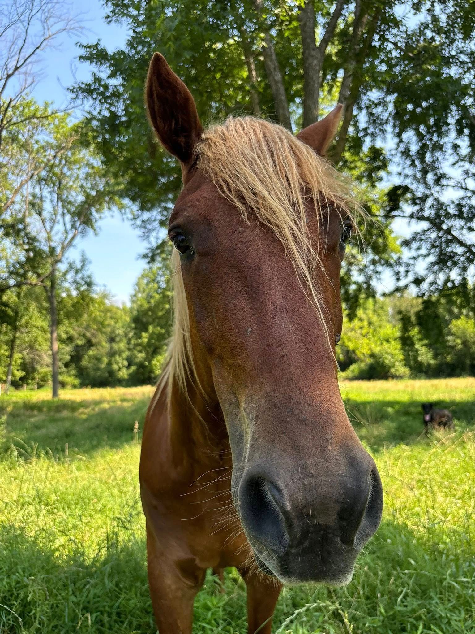 Brown horse with fly-covered face in a grassy field.