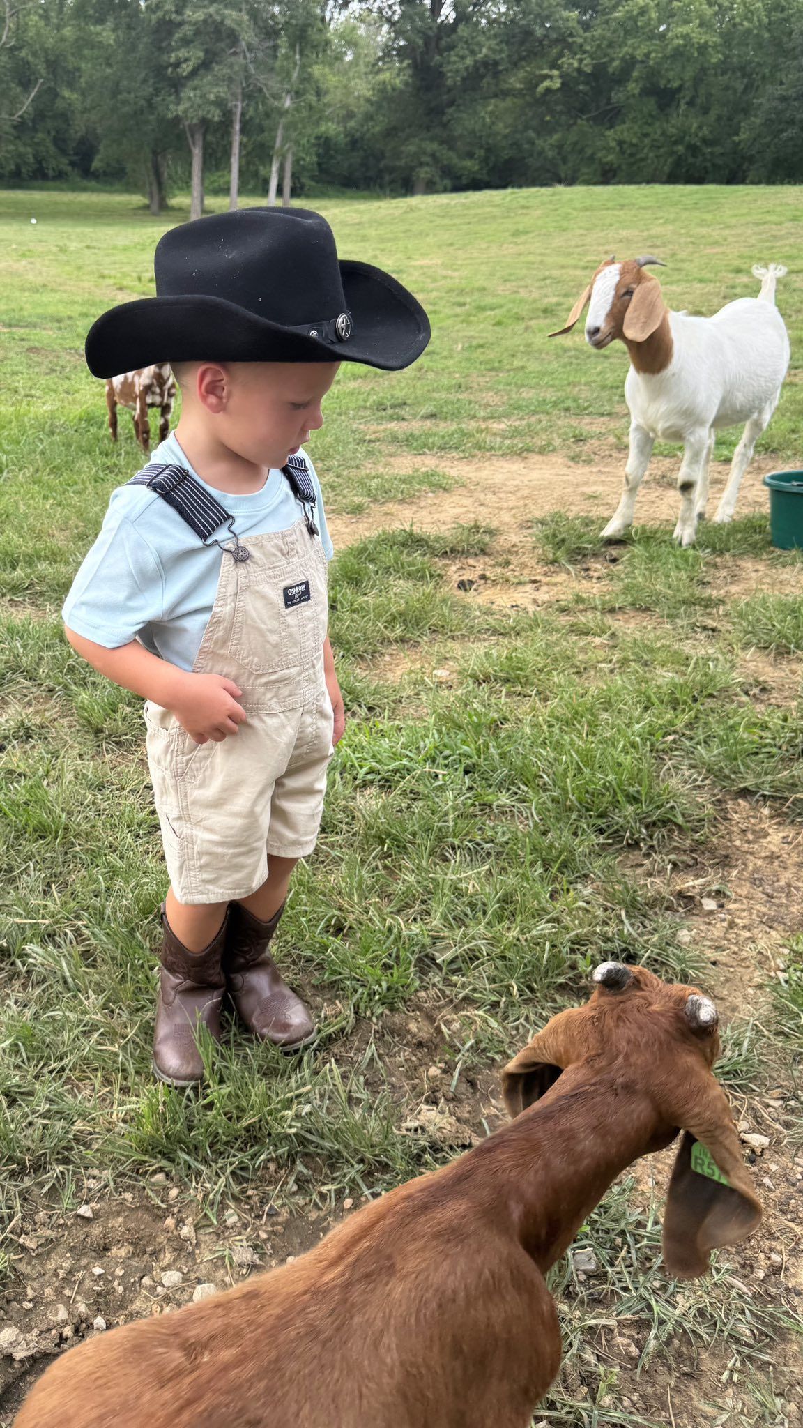 A young child in cowboy attire looks at two goats in a grassy field.