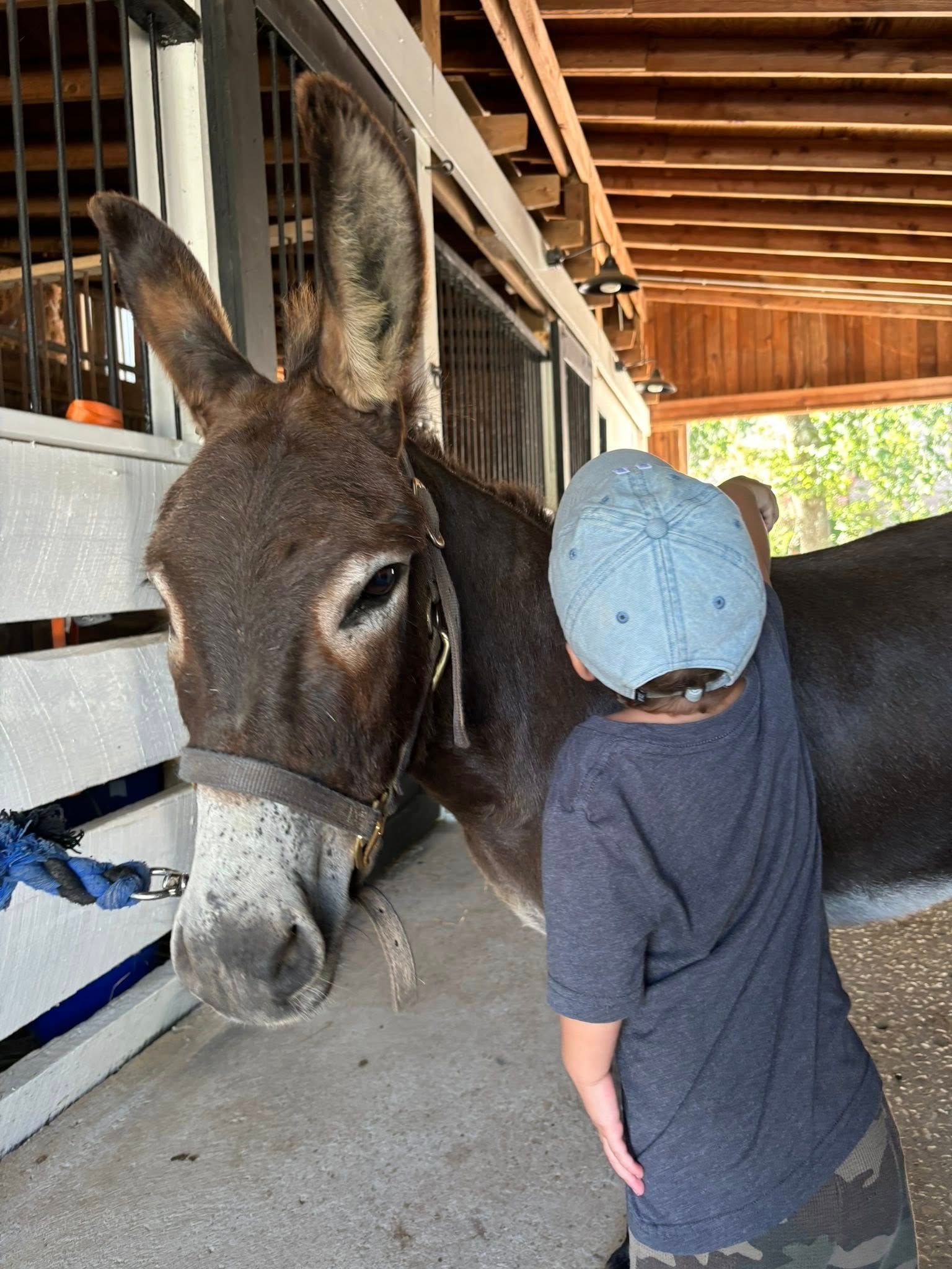 A young child pets a brown donkey in a barn. The donkey wears a halter.