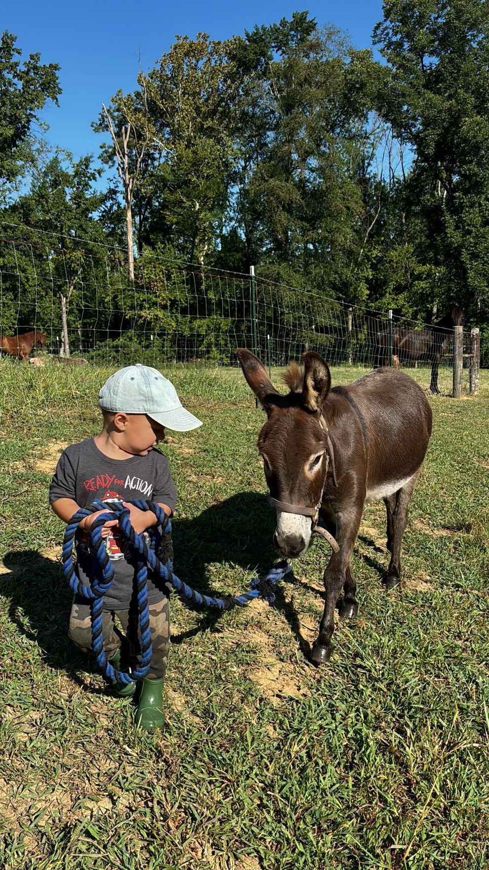 Young child in a hat kneels, holding a rope next to a dark donkey on a grassy field.