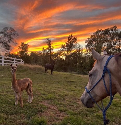 Alpaca, horse, and another horse graze in a grassy field at sunset. Fiery orange and yellow sky.