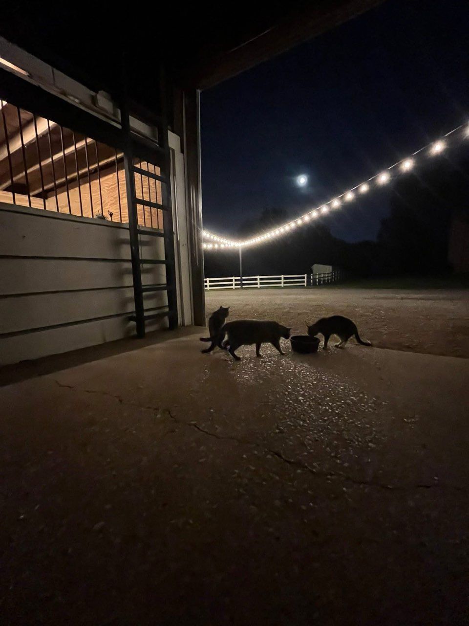 Dark, nighttime scene: Several dark animals eating from a bowl near a barn entrance. String lights and a moon are visible.
