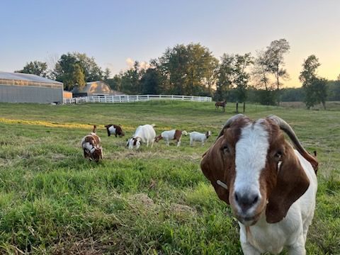Goat with brown and white markings in a green field with other goats grazing.