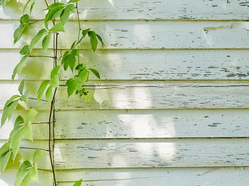 A white wooden wall with green leaves growing on it