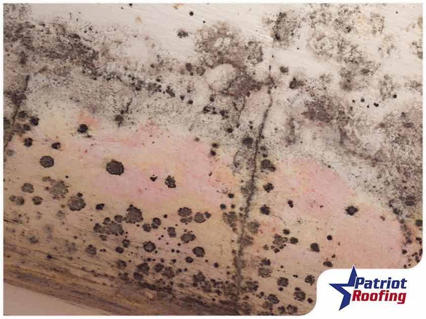 A close up of a mouldy wall with a patriot roofing logo in the corner