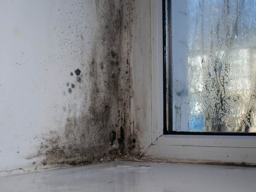 A corner of a window with black mold growing on it.