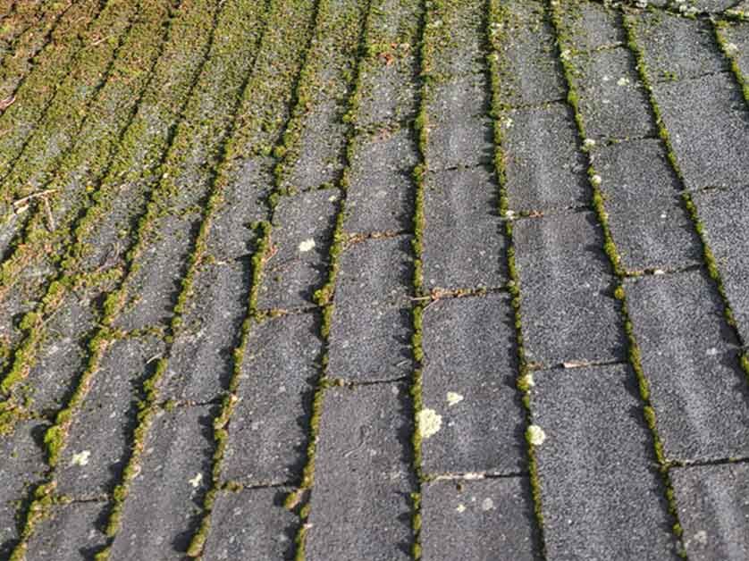 A close up of a roof with moss growing on it.