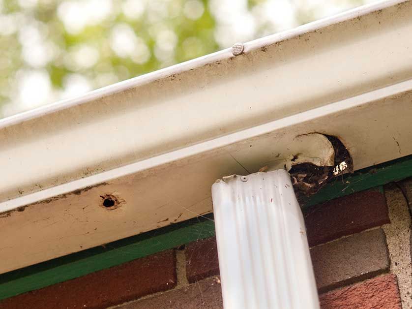 A bird is sitting on a gutter on the side of a house.