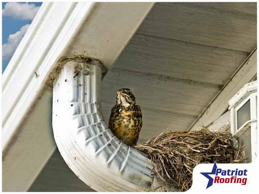 A bird is sitting in a nest under a gutter ..