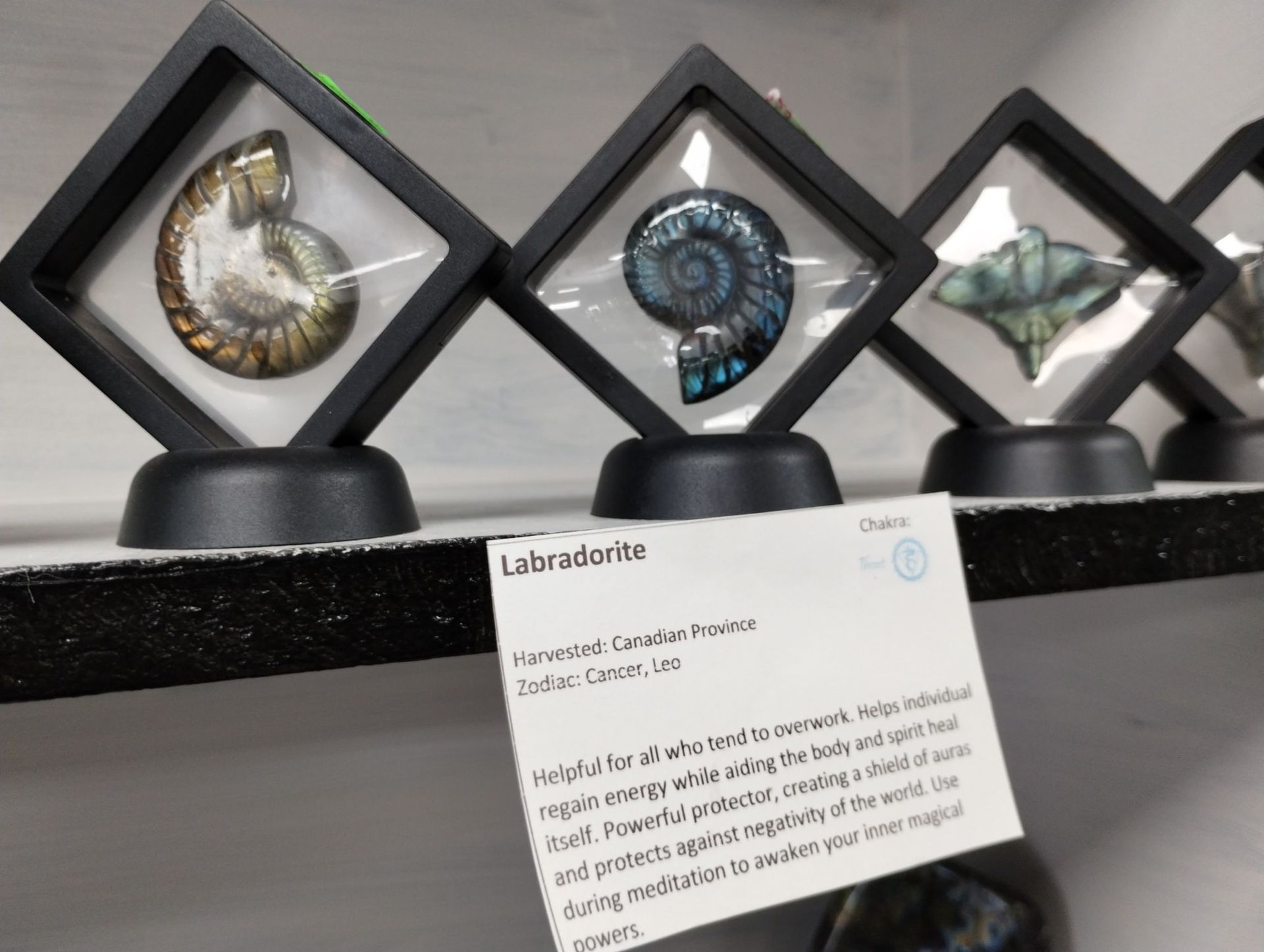 Three spiral fossils in black display cases on a shelf, with a
