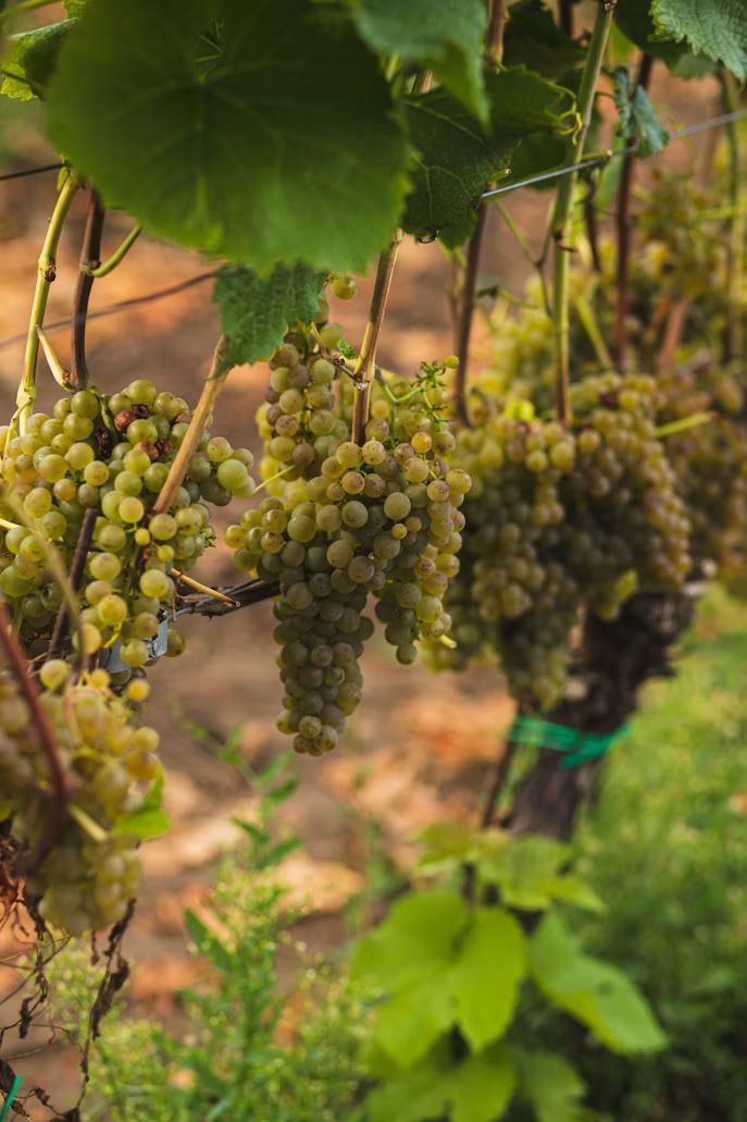 une grappe de raisin suspendue à une vigne signé Anna Jakutajc-Wojtalik (@annajakwoj).
