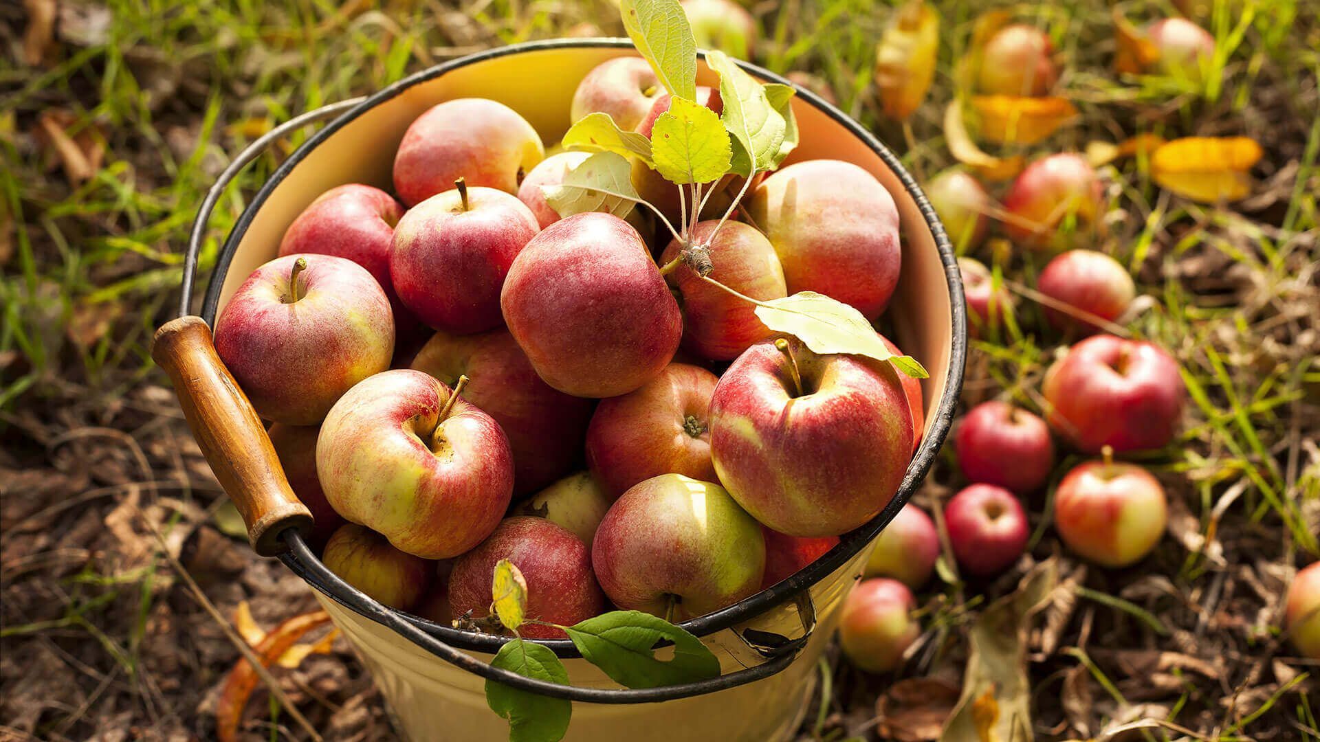 Basket of Red Apples